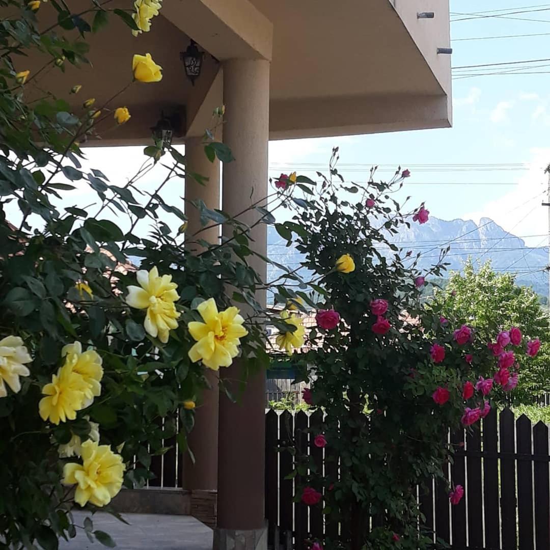 Casa Delia Hotel Călimăneşti Екстериор снимка